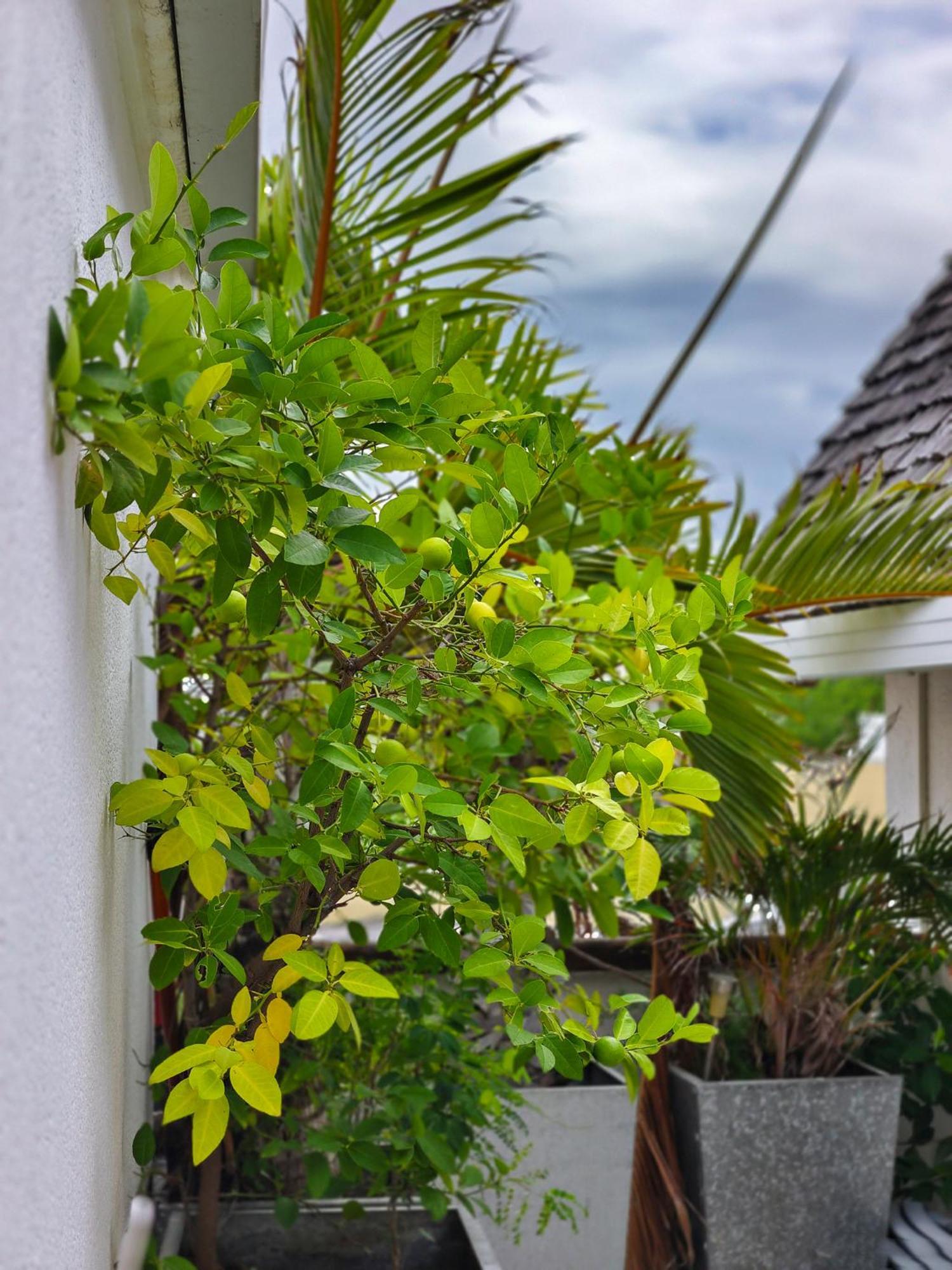 Le Flamboyant Lägenhet Saint-Gilles-les Bains Exteriör bild